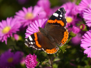 Schmetterling 'Admiral', Eulengarten, Martina Krause, Braunschweig