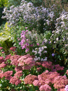 Sedum 'Herbstfreude', Astern, Eulengarten, Martina Krause, 