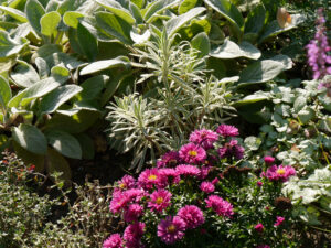 Kissenaster 'Rubin', Euphorbia 'Tasmanian Tiger', Stachys 'Big Ears', Lamium, Eulengarten, Martina Krause