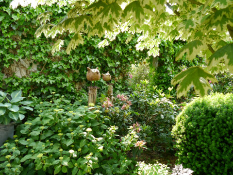 Acer platanoides 'Drummondii' Eulengarten, Martina Krause, Braunschweig
