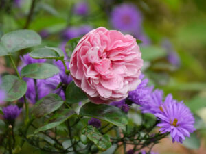 Rose 'Leonardo da Vinci', Moorjuwel Hedwig Weerts