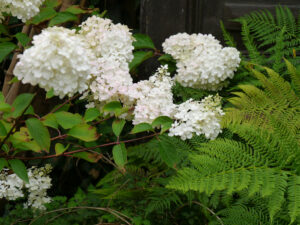 Hydrangea 'Magical Moonlight', Moorjuwel, Hedwig Weerts