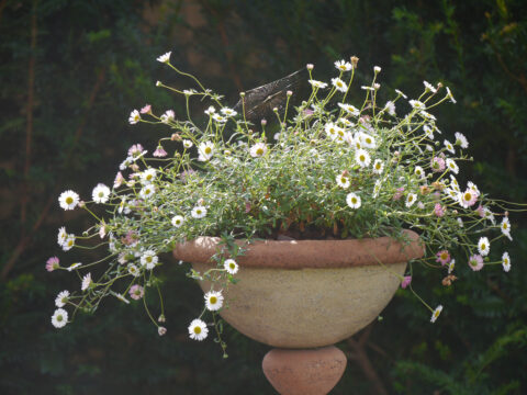 Garten Gertrud Lothwesen