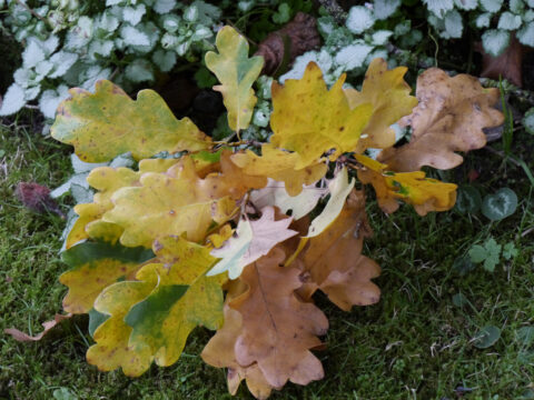 Landidyll, Garten Tjarks