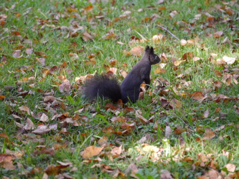 Eichhörnchen in Wurzerls Garten