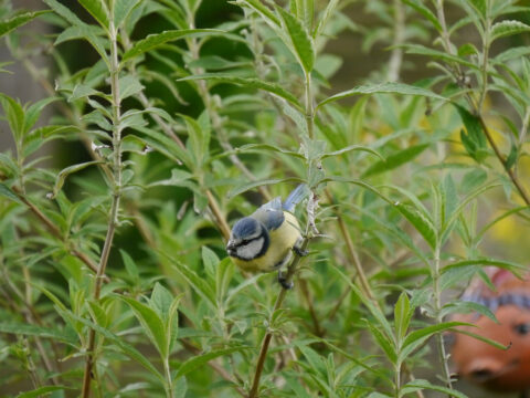 Blaumeise in Wurzerls Garten