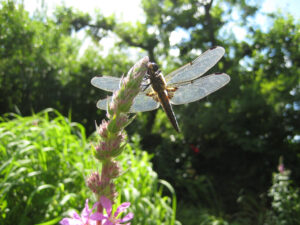 Vierfleck Libelle in Wurzerls Garten.