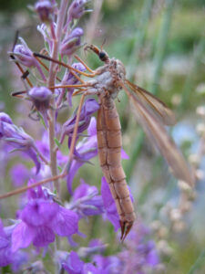 Kohlschnake, Tipula oleracea, in Wurzerls Garten