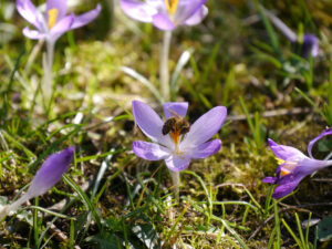 Crocus tommasianus mit Honigbiene in Wurzerls Garten