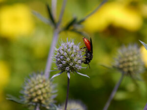 Sphecodes albilabris, Riesen-Blutbiene, Kuckucksbiene,  Eryngium palmatum, 