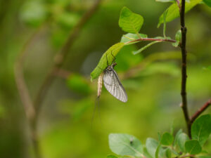 Eintagsfliege in Wurzerls Garten