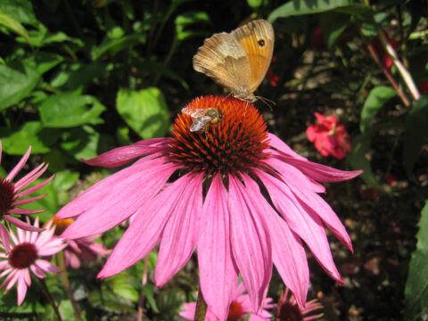 Großes Ochsenauge, Maniola jurtina, auf Echinacea purpurea,