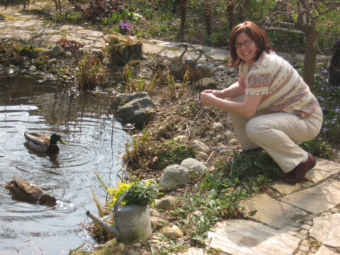 Wildenten-Paar in Wurzerls Garten