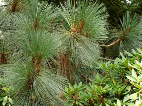 Pinus montezumae, Sheffield Park and Garden, East Sussex