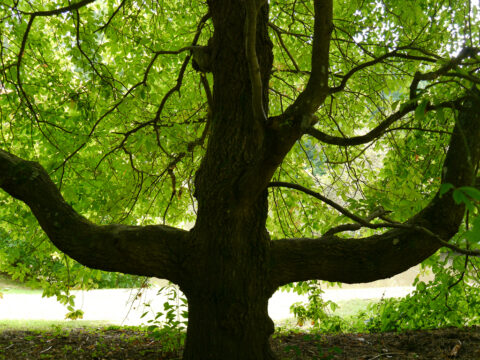 Nyssa sylvatica 'Sheffield Park' im Sheffield Park and Garden, East Sussex