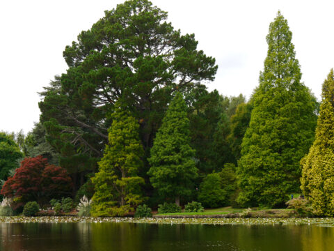 Sheffield Park and Garden East Sussex