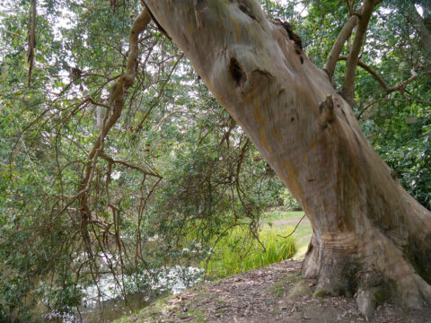 Eucalyptus gunnii, Sheffield Park and Garden, East Sussex