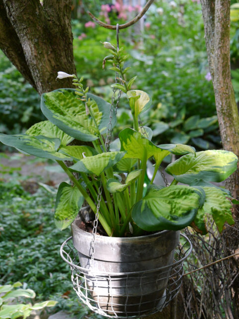 Hosta 'Pocket full of Sunshine', Hosta-Sammlergarten Martina Henne