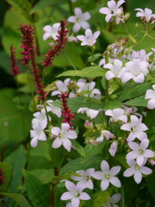 Campanula lactiflora 'Loddon Anne', Persicaria, Sammlergarten Martina Henne