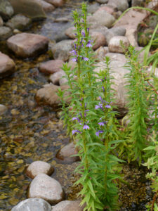 Lobelie im Wasser, Sammlergarten Martina Henne