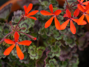 Pelargonium 'Friesdorf', Sammlergarten Martina Henne