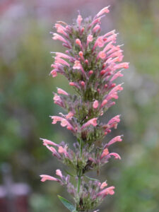 Agastache aurantiaca 'Apricot Sprite', Tjarks, Friedeburg