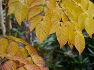 Aralia elata, Japanischer Angelikabaum, Landidyll Tjarks