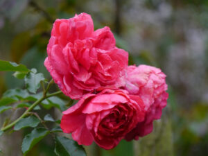 Rosa 'Rosarium Uetersen', Landidyll Tjarks