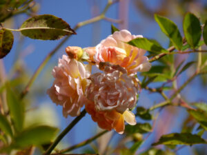 Rosa 'Ghislaine de Feligonde', Wurzerls Garten