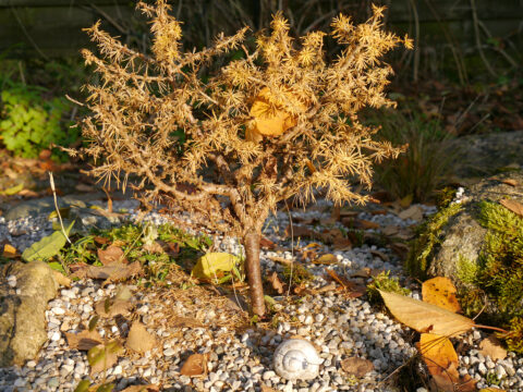 Larix decidua, europäische Lärche,Hexenbesen in Wurzerls Garten