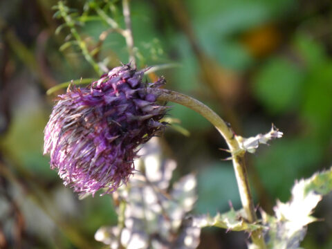 Cirsium purpuratum in Wurzerls Garten