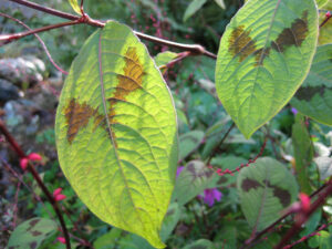 Persicaria virginiana var. filiformis in Wurzerls Garten