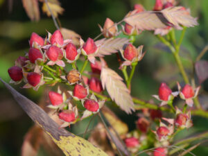 Rosa 'Fairy Bouquet', Wurzerls Garten