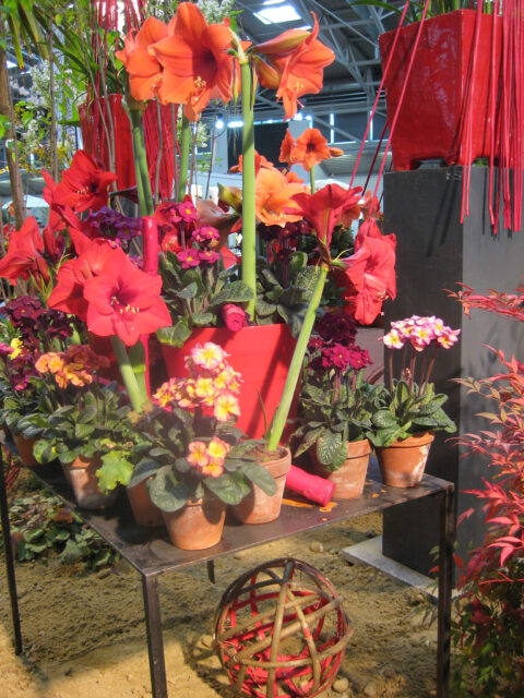 rote Hippeastrum - Blüten