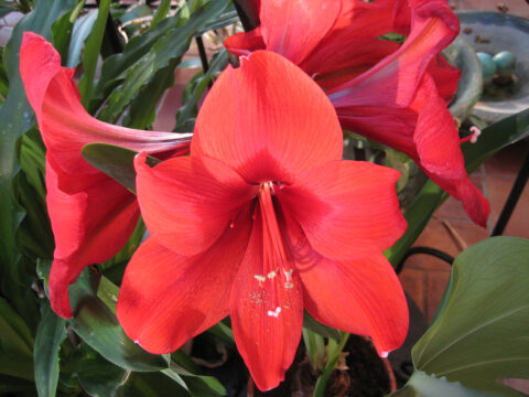 Hippeastrum Hybride in Wurzerlsgarten