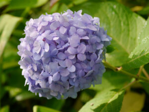 Hydrangea 'Endless Summer', Spetzer-Tuun, Waldgarten Peters