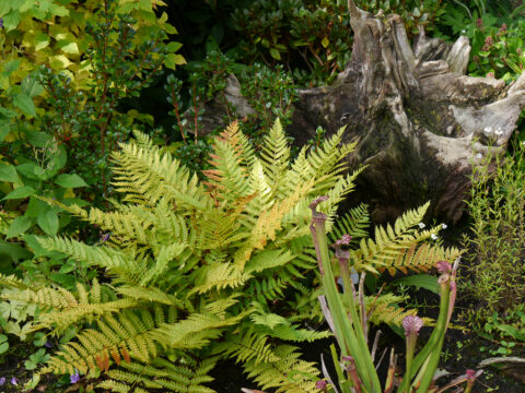 Osmundastrum cinnamomeum, Zimtfarn, "Spetzertuun", Waldgarten Amanda Peters