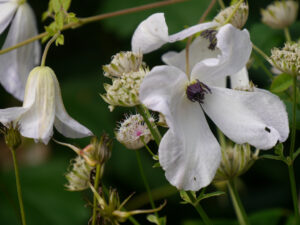 Clematis viticella ' Alba Luxurians', "Spetzer-Tuun, Waldgarten Amanda Peters