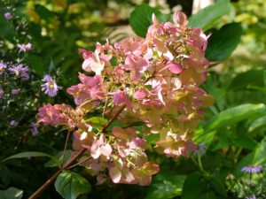 Hydrangea paniculata 'Magical Fire', "Spetzer-Tuun", Waldgarten Amanda Peters