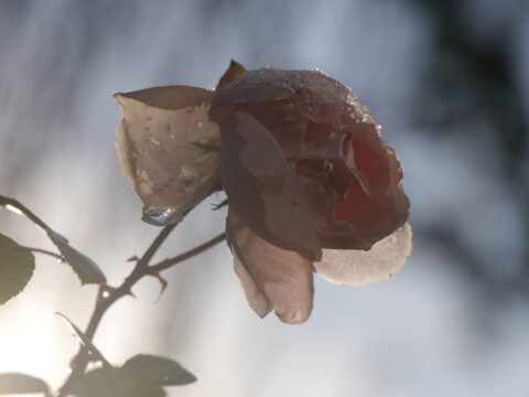 Rosa 'New Dawn' Dezember-Blüte. Werden Rosen bald ohne Ruhephasen durchblühen? Wurzerls Garten
