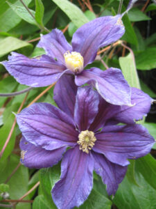 Clematis x durandii, Eingangsbereich Packwood House