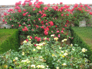 Rosa 'Bright Smile', vorne, Rosa 'Dortmund' hinten, Packwood House