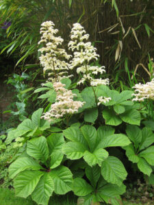 Rodgersia aesculifolia, Packwood House