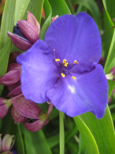 Tradescantia x andersoniana 'Blue Stone', Carolean Garden, Packwood House