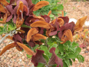 Salvia africana-lutea, Senkgarten, Packwood House