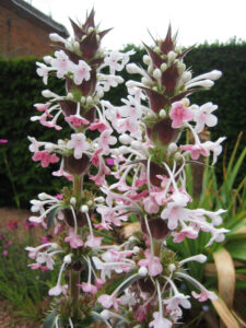 Morina longifolia, Packwood House