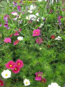 Cosmos bipinnatus, Schmuckkörbchen, Lathyrus odoratus, Duftwicken, Kitchen GardenPackwood House