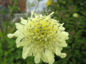 Scabiose, Kitchen Garden, Küchengarten, Packwood House