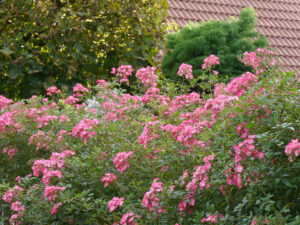 Rosenhecke 'Mozart', Fehngarten Koska, Vorgarten