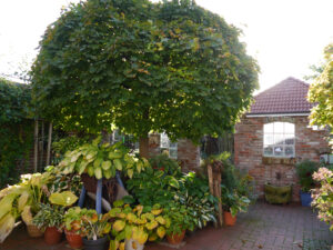 Acer platanoides 'Globosum', Atrium-Garten, Fehngarten Koska